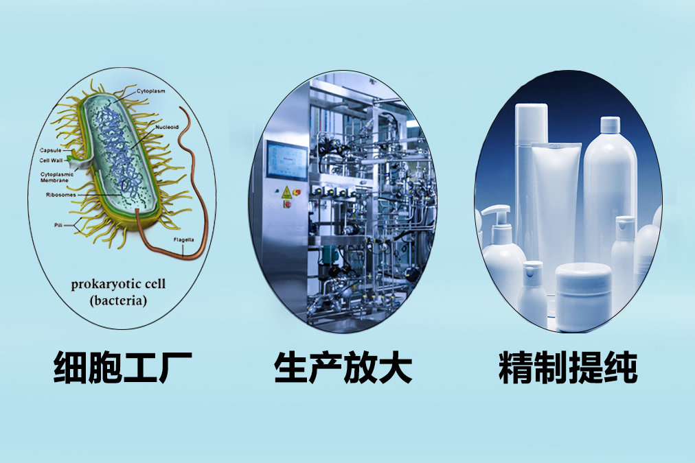 美妝原料的生物合成(傳1)